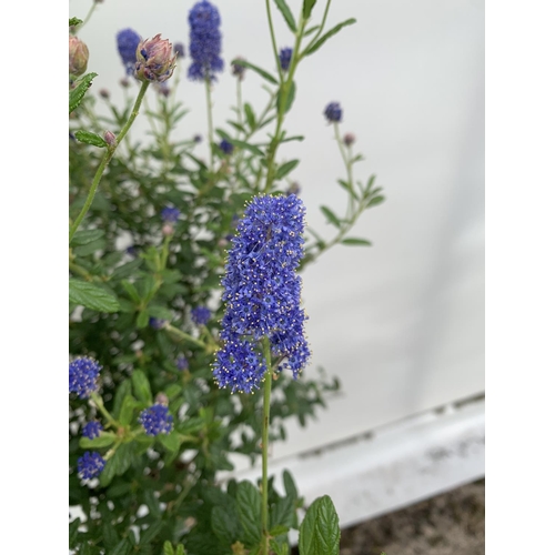 139 - TWO CEANOTHUS STANDARD TREES 'CONCHA' IN FLOWER APPROX 120CM IN HEIGHT IN 3 LTR POTS PLUS VAT TO BE ... 