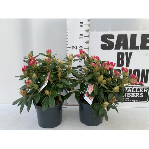 140 - TWO RHODODENDRONS RED 'PERCY WISEMAN' IN 5 LTR POTS 60CM TALL PLUS VAT TO BE SOLD FOR THE TWO