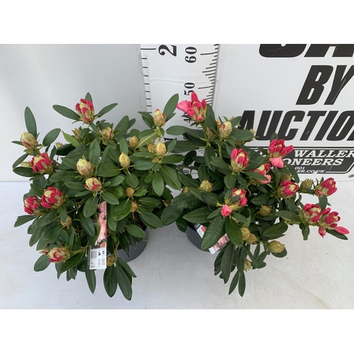 140 - TWO RHODODENDRONS RED 'PERCY WISEMAN' IN 5 LTR POTS 60CM TALL PLUS VAT TO BE SOLD FOR THE TWO