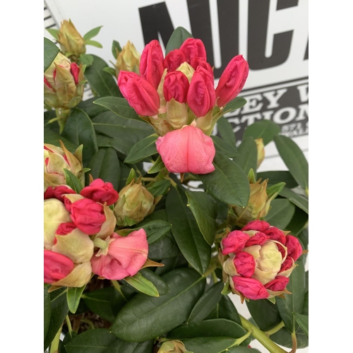 140 - TWO RHODODENDRONS RED 'PERCY WISEMAN' IN 5 LTR POTS 60CM TALL PLUS VAT TO BE SOLD FOR THE TWO