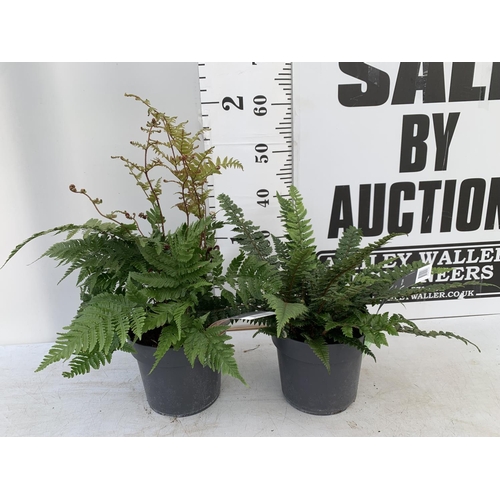 141 - TWO LARGE FERNS POLYSTICHUM AND DRYOPTERIS IN 3 LTR POTS 30-40CM TALL TO BE SOLD FOR THE TWO PLUS VA... 