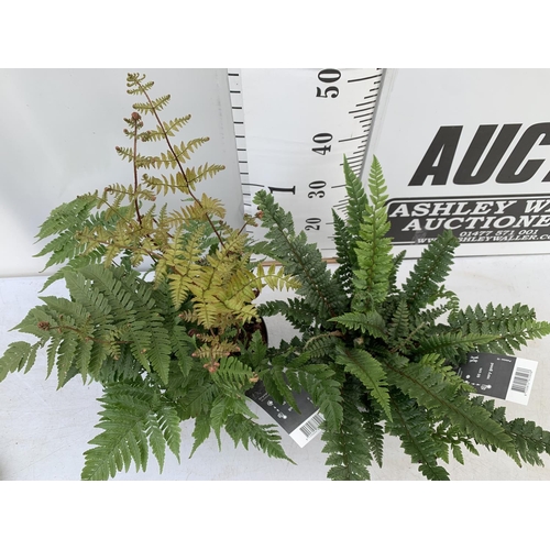 141 - TWO LARGE FERNS POLYSTICHUM AND DRYOPTERIS IN 3 LTR POTS 30-40CM TALL TO BE SOLD FOR THE TWO PLUS VA... 