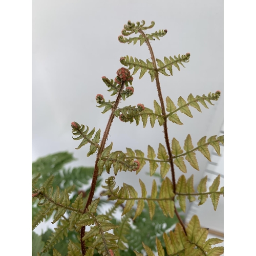 141 - TWO LARGE FERNS POLYSTICHUM AND DRYOPTERIS IN 3 LTR POTS 30-40CM TALL TO BE SOLD FOR THE TWO PLUS VA... 