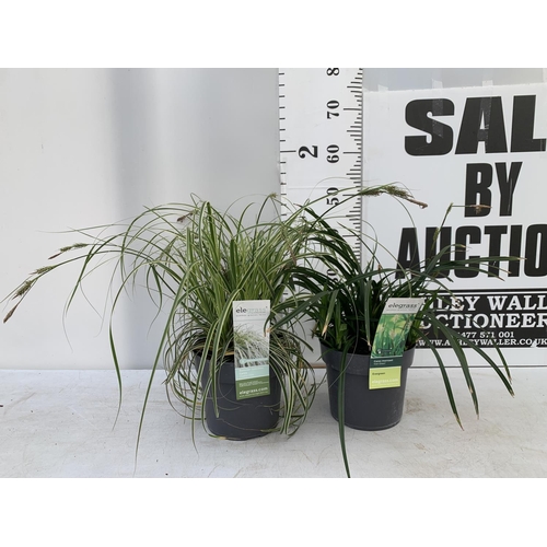 142 - TWO HARDY ORNAMENTAL GRASSES CAREX 'FEATHER FALLS' AND MORROWII 'IRISH GREEN' IN 3 LTR POTS APPROX 5... 