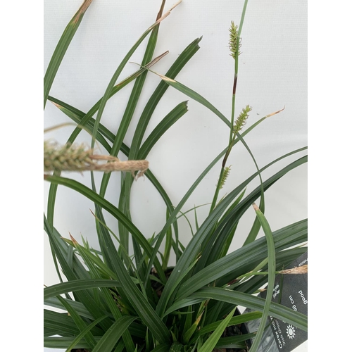 142 - TWO HARDY ORNAMENTAL GRASSES CAREX 'FEATHER FALLS' AND MORROWII 'IRISH GREEN' IN 3 LTR POTS APPROX 5... 