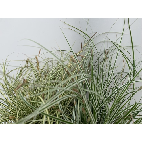 143 - TWO HARDY ORNAMENTAL GRASSES CAREX 'EVEREST' AND 'EVERGOLD' IN 3 LTR POTS APPROX 55CM IN HEIGHT PLUS... 