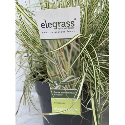 143 - TWO HARDY ORNAMENTAL GRASSES CAREX 'EVEREST' AND 'EVERGOLD' IN 3 LTR POTS APPROX 55CM IN HEIGHT PLUS... 