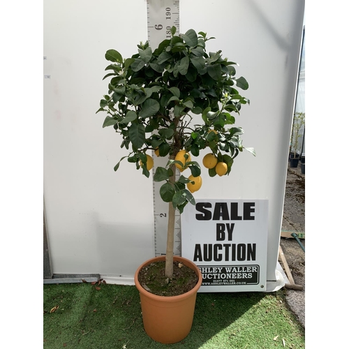 144 - A CITRUS LEMON TREE OVER 180CM TALL WITH FRUIT IN A 25 LTR POT NO VAT