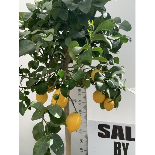 144 - A CITRUS LEMON TREE OVER 180CM TALL WITH FRUIT IN A 25 LTR POT NO VAT