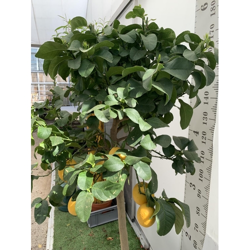 144 - A CITRUS LEMON TREE OVER 180CM TALL WITH FRUIT IN A 25 LTR POT NO VAT