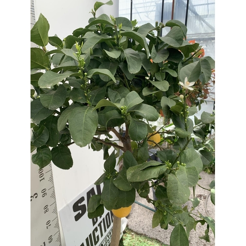 144 - A CITRUS LEMON TREE OVER 180CM TALL WITH FRUIT IN A 25 LTR POT NO VAT