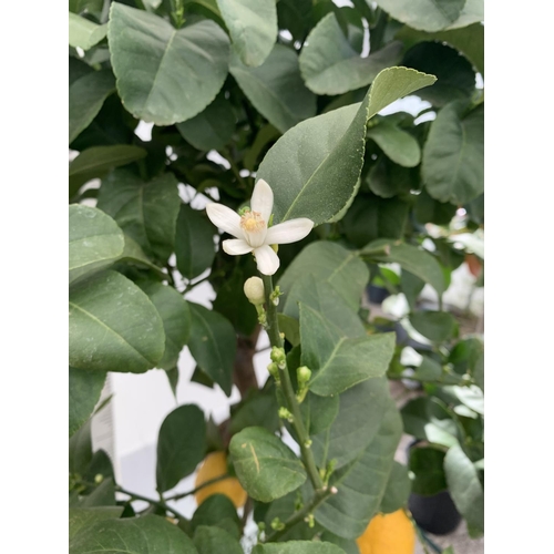 144 - A CITRUS LEMON TREE OVER 180CM TALL WITH FRUIT IN A 25 LTR POT NO VAT