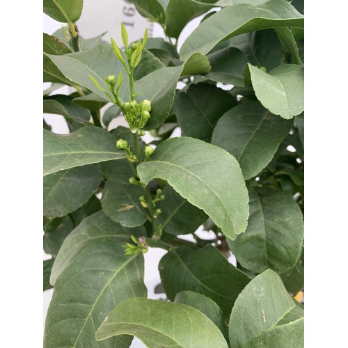 144 - A CITRUS LEMON TREE OVER 180CM TALL WITH FRUIT IN A 25 LTR POT NO VAT