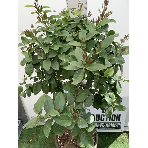 145 - A LARGE CITRUS LEMON TREE OVER 190CM TALL WITH FRUIT IN A 40 LTR POT NO VAT