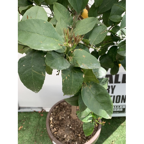 145 - A LARGE CITRUS LEMON TREE OVER 190CM TALL WITH FRUIT IN A 40 LTR POT NO VAT