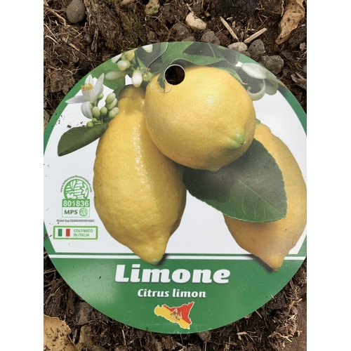 145 - A LARGE CITRUS LEMON TREE OVER 190CM TALL WITH FRUIT IN A 40 LTR POT NO VAT