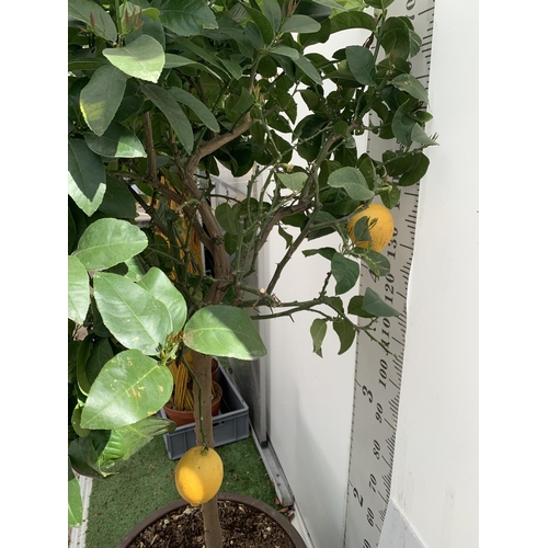 145 - A LARGE CITRUS LEMON TREE OVER 190CM TALL WITH FRUIT IN A 40 LTR POT NO VAT