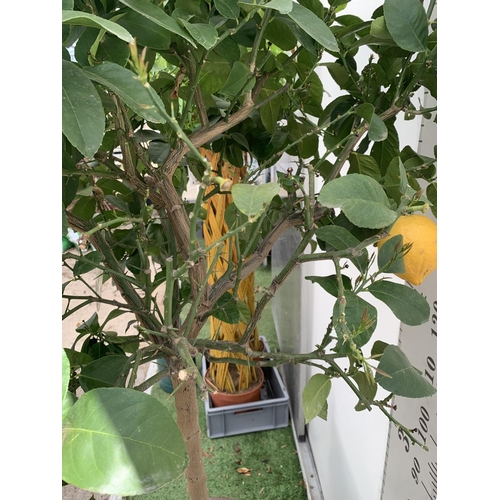 145 - A LARGE CITRUS LEMON TREE OVER 190CM TALL WITH FRUIT IN A 40 LTR POT NO VAT