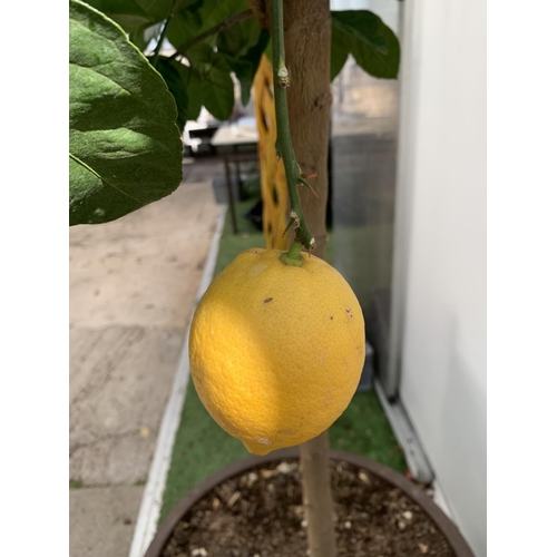 145 - A LARGE CITRUS LEMON TREE OVER 190CM TALL WITH FRUIT IN A 40 LTR POT NO VAT