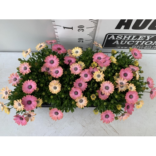 146 - TWELVE MIXED COLOURED OSTEOSPERMUM PLANTS ON A TRAY TO BE SOLD FOR THE TWELVE PLUS VAT