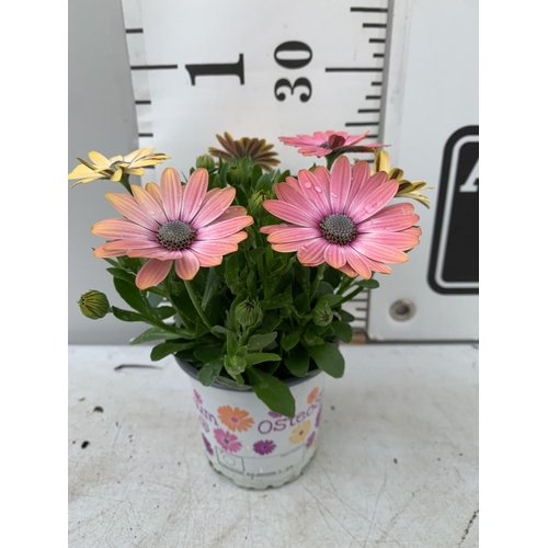 146 - TWELVE MIXED COLOURED OSTEOSPERMUM PLANTS ON A TRAY TO BE SOLD FOR THE TWELVE PLUS VAT