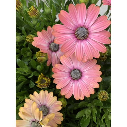 146 - TWELVE MIXED COLOURED OSTEOSPERMUM PLANTS ON A TRAY TO BE SOLD FOR THE TWELVE PLUS VAT