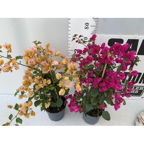 151 - TWO BOUGAINVILLEA SANDERINA ON A PYRAMID FRAME ONE ORGANGE ONE PINK IN 3 LTR POTS HEIGHT 70-80CM. PA... 