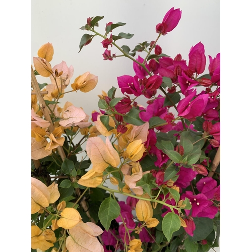 151 - TWO BOUGAINVILLEA SANDERINA ON A PYRAMID FRAME ONE ORGANGE ONE PINK IN 3 LTR POTS HEIGHT 70-80CM. PA... 