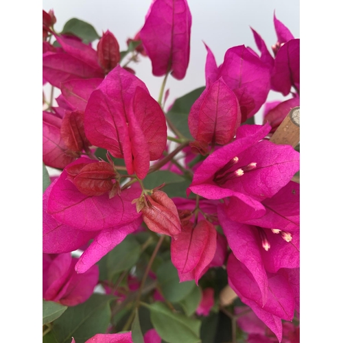 151 - TWO BOUGAINVILLEA SANDERINA ON A PYRAMID FRAME ONE ORGANGE ONE PINK IN 3 LTR POTS HEIGHT 70-80CM. PA... 