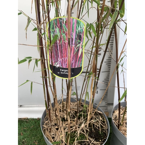 152 - TWO BAMBOO FARGESIA 'VIKING' AND 'JIUZHAIGOU' APPROX 170CM IN HEIGHT IN 5 LTR POTS PLUS VAT TO BE SO... 