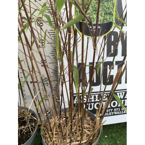 152 - TWO BAMBOO FARGESIA 'VIKING' AND 'JIUZHAIGOU' APPROX 170CM IN HEIGHT IN 5 LTR POTS PLUS VAT TO BE SO... 