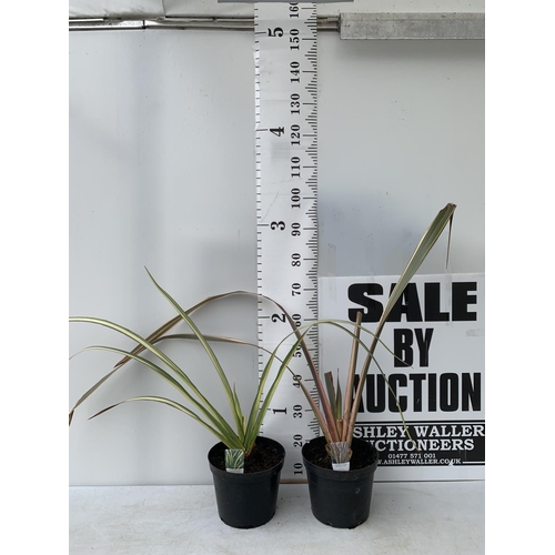 160 - TWO PHORMIUM TENAX 'CREAM DELIGHT' AND 'RAINBOW QUEEN' APPROX 90CM IN HEIGHT IN 10 LTR POTS PLUS VAT... 