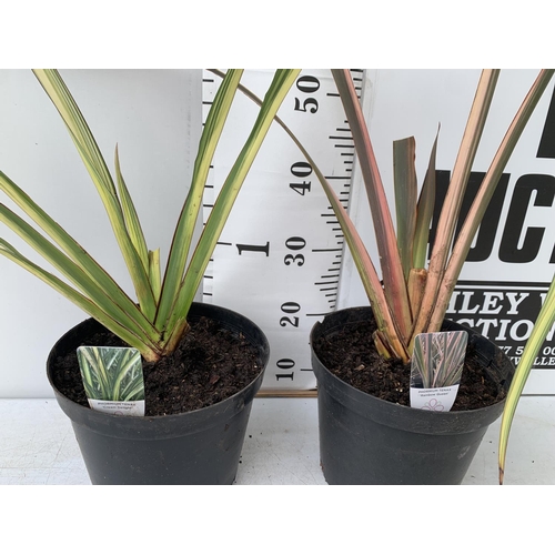 160 - TWO PHORMIUM TENAX 'CREAM DELIGHT' AND 'RAINBOW QUEEN' APPROX 90CM IN HEIGHT IN 10 LTR POTS PLUS VAT... 