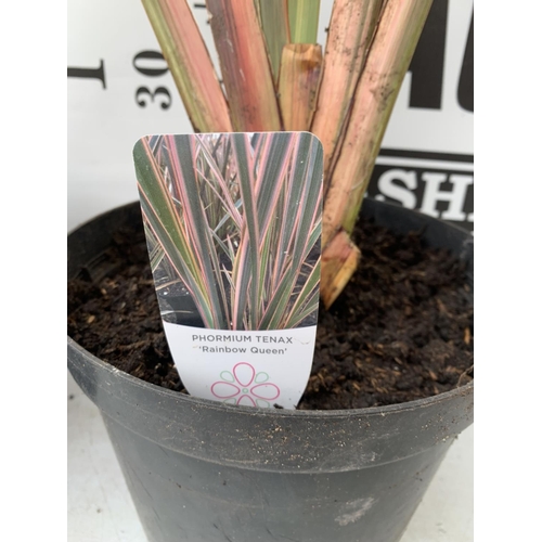 160 - TWO PHORMIUM TENAX 'CREAM DELIGHT' AND 'RAINBOW QUEEN' APPROX 90CM IN HEIGHT IN 10 LTR POTS PLUS VAT... 