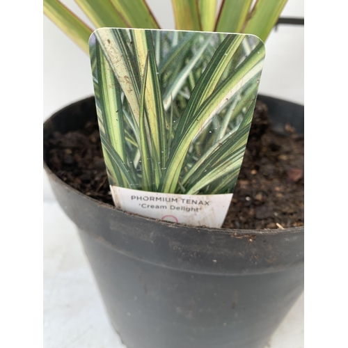 160 - TWO PHORMIUM TENAX 'CREAM DELIGHT' AND 'RAINBOW QUEEN' APPROX 90CM IN HEIGHT IN 10 LTR POTS PLUS VAT... 