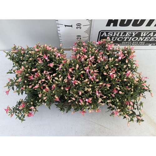 163 - NINE FUCHSIA BELLA PINK IN 20CM POTS 20-30CM TALL TO BE SOLD FOR THE NINE PLUS VAT