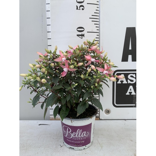 163 - NINE FUCHSIA BELLA PINK IN 20CM POTS 20-30CM TALL TO BE SOLD FOR THE NINE PLUS VAT