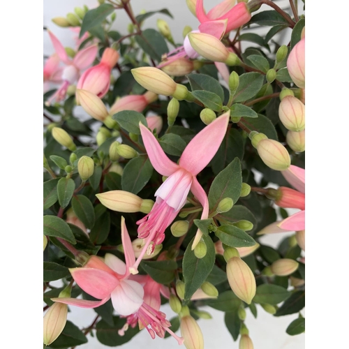 163 - NINE FUCHSIA BELLA PINK IN 20CM POTS 20-30CM TALL TO BE SOLD FOR THE NINE PLUS VAT