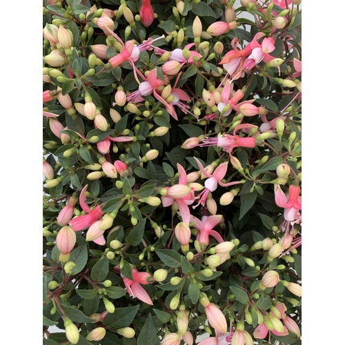 163 - NINE FUCHSIA BELLA PINK IN 20CM POTS 20-30CM TALL TO BE SOLD FOR THE NINE PLUS VAT