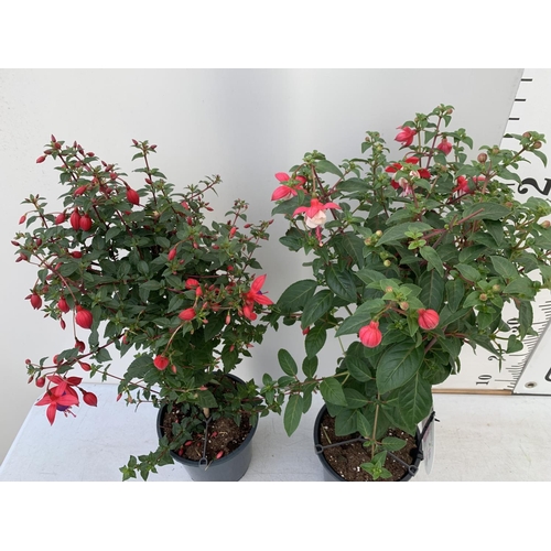 164 - TWO BELLA STANDARD RED/WHITE AND RED/PURPLE FUCHSIA IN A 3 LTR POTS 70CM -80CM TALL TO BE SOLD FOR T... 