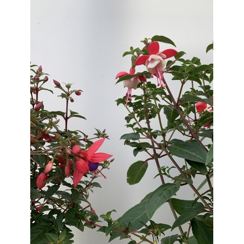 164 - TWO BELLA STANDARD RED/WHITE AND RED/PURPLE FUCHSIA IN A 3 LTR POTS 70CM -80CM TALL TO BE SOLD FOR T... 