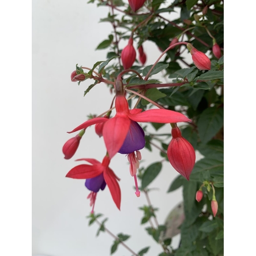 164 - TWO BELLA STANDARD RED/WHITE AND RED/PURPLE FUCHSIA IN A 3 LTR POTS 70CM -80CM TALL TO BE SOLD FOR T... 