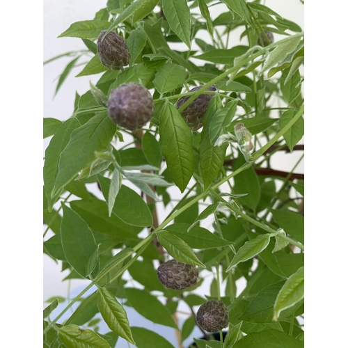 166 - A WISTERIA AMETHYST FALLS ON A FRAME PATIO READY IN A 3 LTR POT 80CM TALL PLUS VAT