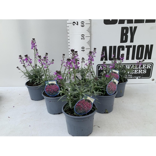 169 - SIX ERYSIMUM BOWLES MAUVE IN 2 LTR POTS 40-50CM TALL TO BE SOLD FOR THE SIX PLUS VAT