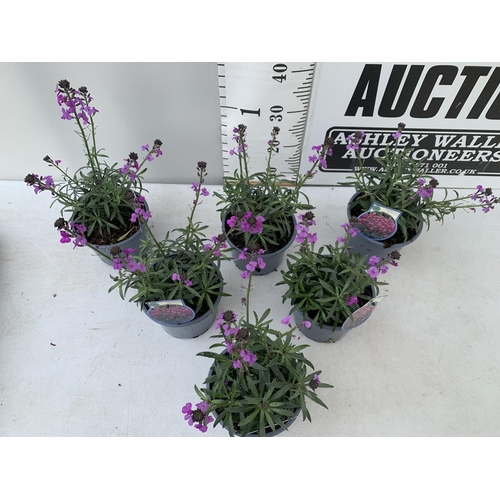 169 - SIX ERYSIMUM BOWLES MAUVE IN 2 LTR POTS 40-50CM TALL TO BE SOLD FOR THE SIX PLUS VAT