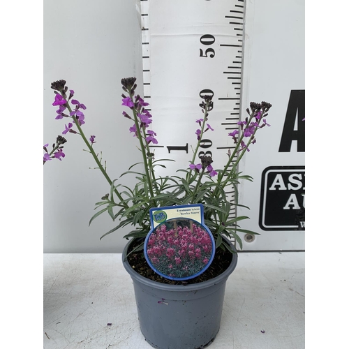 169 - SIX ERYSIMUM BOWLES MAUVE IN 2 LTR POTS 40-50CM TALL TO BE SOLD FOR THE SIX PLUS VAT