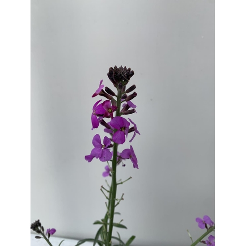 169 - SIX ERYSIMUM BOWLES MAUVE IN 2 LTR POTS 40-50CM TALL TO BE SOLD FOR THE SIX PLUS VAT