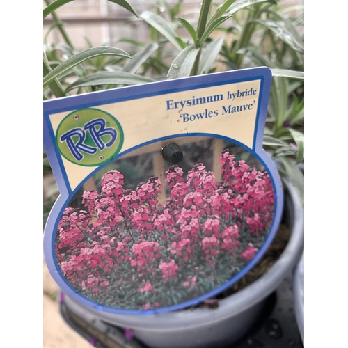 169 - SIX ERYSIMUM BOWLES MAUVE IN 2 LTR POTS 40-50CM TALL TO BE SOLD FOR THE SIX PLUS VAT