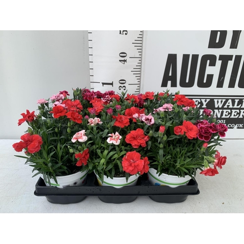 170 - SIX POTS OF DIANTHUS TRIO MIXED WITH THREE VARIETIES IN EACH POT SIZE P15 HEIGHT 30CM TO BE SOLD FOR... 