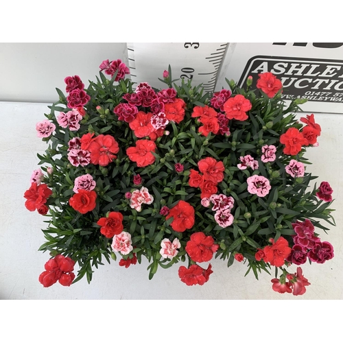 170 - SIX POTS OF DIANTHUS TRIO MIXED WITH THREE VARIETIES IN EACH POT SIZE P15 HEIGHT 30CM TO BE SOLD FOR... 